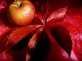 Click for preview picture of "10407 (800 x 600)"