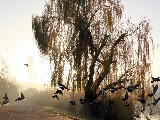 Click for preview picture of "10655 (800 x 600)"