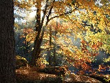 Click for preview picture of "10782 (800 x 600)"