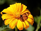 Click for preview picture of "11097 (800 x 600)"