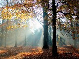 Click for preview picture of "11484 (800 x 600)"