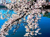 Click for preview picture of "1149 (800 x 600)"