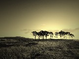 Click for preview picture of "12256 (800 x 600)"