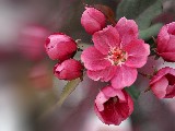 Click for preview picture of "14182 (800 x 600)"