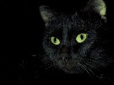 Click for preview picture of "14293 (800 x 600)"
