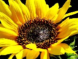 Click for preview picture of "14366 (800 x 600)"
