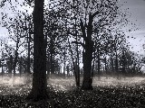 Click for preview picture of "14410 (800 x 600)"