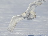 Click for preview picture of "14633 (800 x 600)"