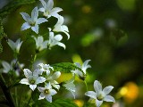 Click for preview picture of "14687 (800 x 600)"