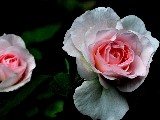 Click for preview picture of "14712 (800 x 600)"