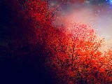 Click for preview picture of "15004 (800 x 600)"
