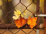 Click for preview picture of "15381 (800 x 600)"