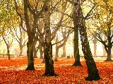 Click for preview picture of "1551 (800 x 600)"