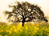 Click for preview picture of "1604 (800 x 600)"