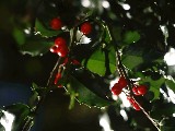 Click for preview picture of "natale012 (800 x 600)"