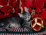 Click for preview picture of "natale_3 (800 x 600)"