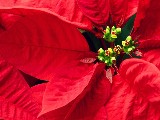 Click for preview picture of "natale_34 (800 x 600)"