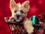 Click for preview picture of "natale_39 (800 x 600)"