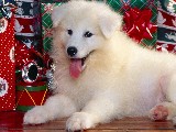Click for preview picture of "natale_48 (800 x 600)"